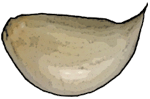 garlic clove
